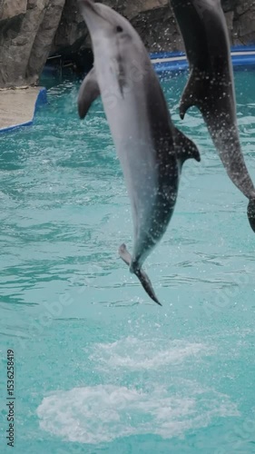 Slow motion shot of two dolphins leaping out of the water, their sleek bodies glistening