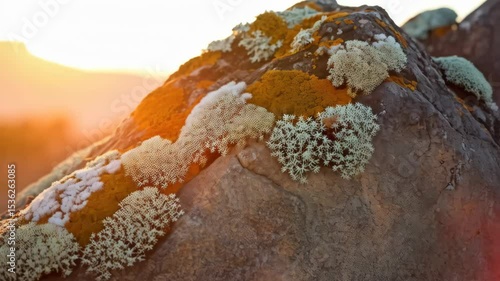 Detailed close-up showcases vibrant orange and white lichen growing on a rough textured rock surface illuminated by warm golden sunlight.
