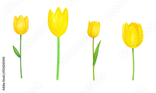 A collection of vibrant yellow tulip flowers with green stems.
