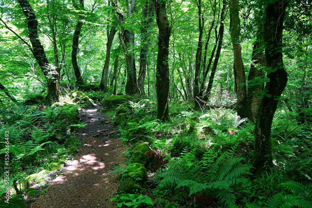 Obraz premium charming spring path in the gleaming sunlight