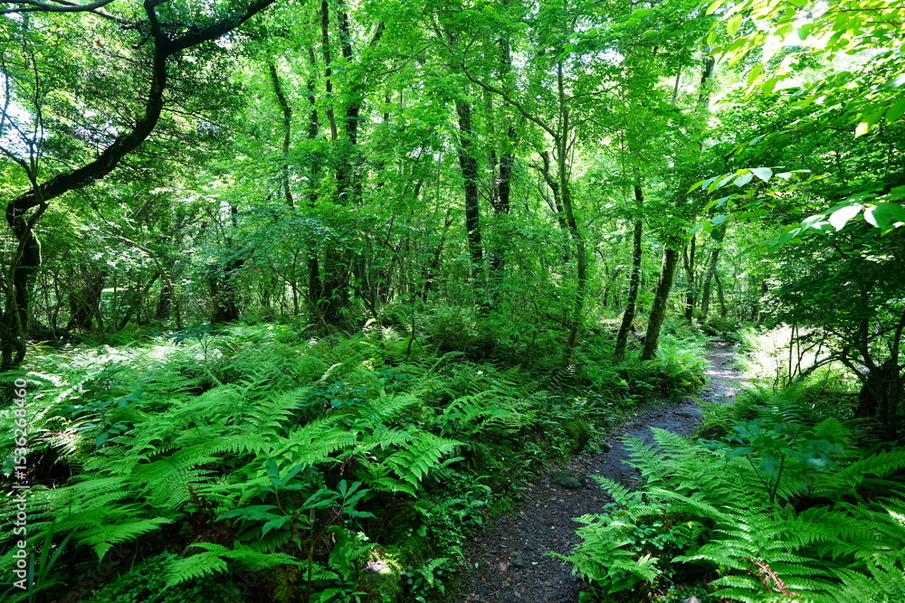 Fototapeta premium fine path through dense ferns 
