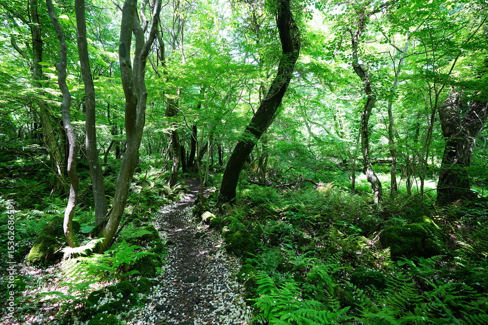 Obraz premium charming spring path in the gleaming sunlight