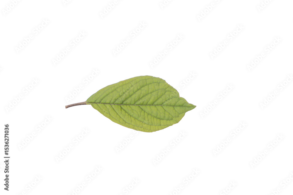Obraz premium Single Green Leaf PNG Image on Transparent Background Stock Photography