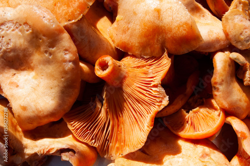 Chanterelle mushrooms in a tray