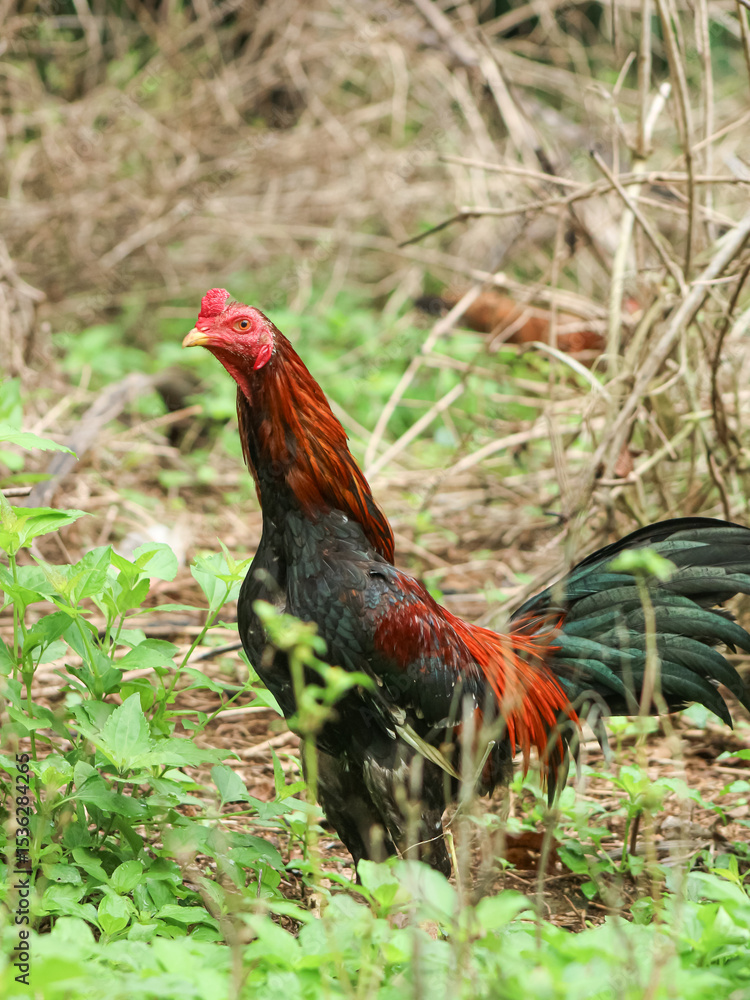 Fototapeta premium A rooster with red and black feathers standing alert in a natural, grassy outdoor setting.