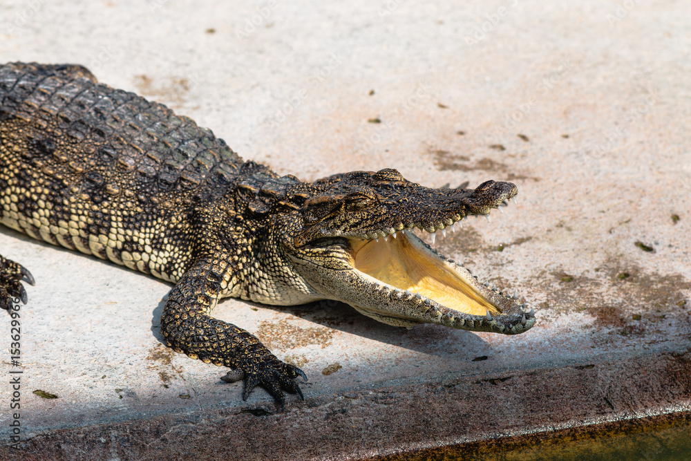 Fototapeta premium Crocodile yawning in natural habitat wildlife observation outdoor environment close-up view