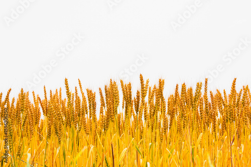 初夏の小麦の穂