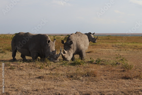 white rhino and calf in field