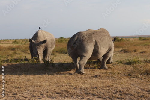 herd of wildebeest in serengeti