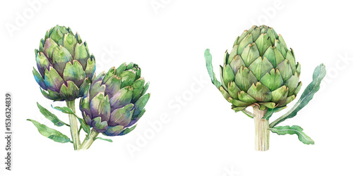 artichoke watercolor vector illustration
