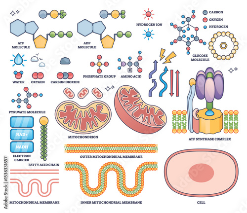 ATP production visualizes mitochondria, ATP synthase, and molecular structures essential for cellular energy in an outline style collection. Outline style collection