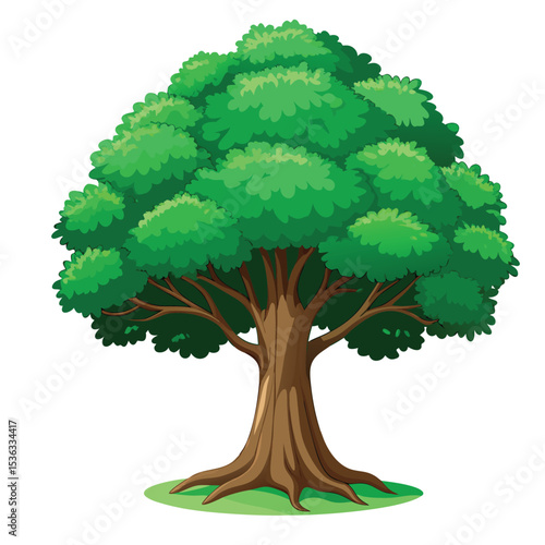 Rain tree isolated on white background.Tropical tree