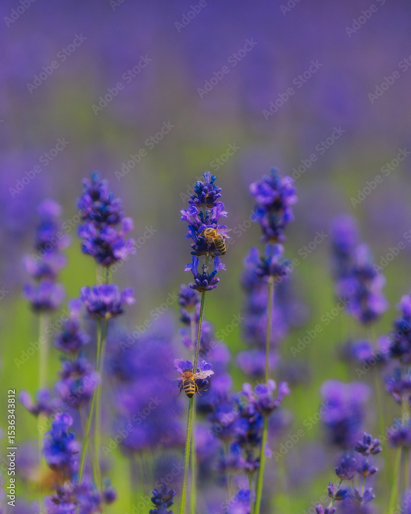 Naklejka premium Blooming lavender field in the open air. Floral background. Landscape with purple flowers. Fragrant landscape on a summer day. Plant that attracts bees and insects. Landscape meadow.