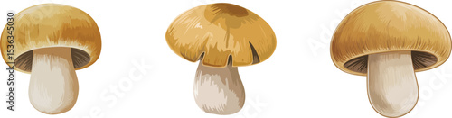 Vector watercolor painted illustration of a brown mushrooms isolated on transparent background 