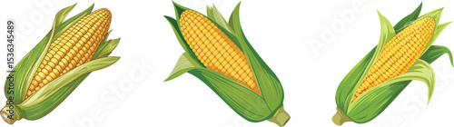 Isolated Fresh Corn Vector Illustration set on transparent background 