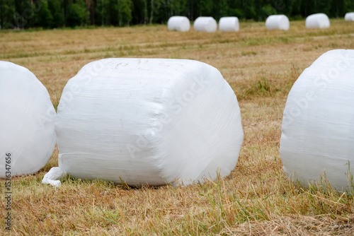 Haylage bales wrapped in white foil will provide food for farm animals during the winter