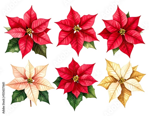 Festive poinsettia collection
