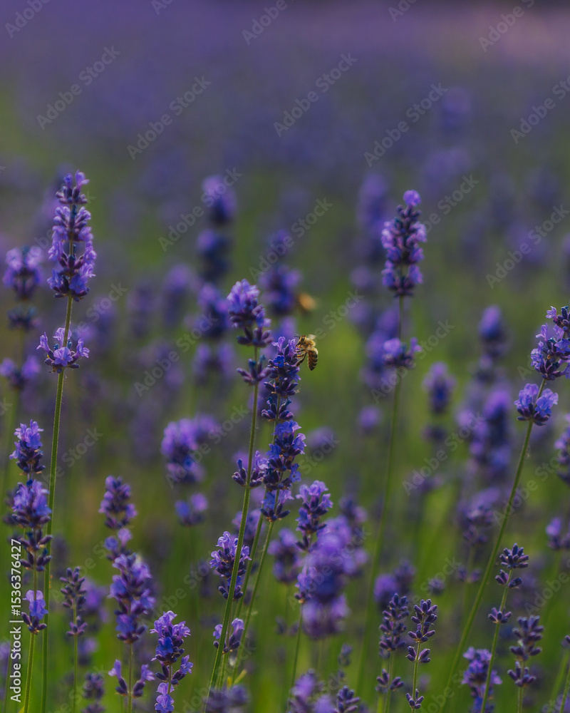 Obraz premium Blooming lavender field in the open air. Floral background. Landscape with purple flowers. Fragrant landscape on a summer day. Plant that attracts bees and insects. Landscape meadow.
