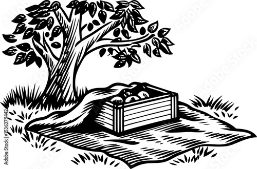 Harvested apples in crate beneath apple tree with picnic blanket rustic orchard, autumn gathering scene