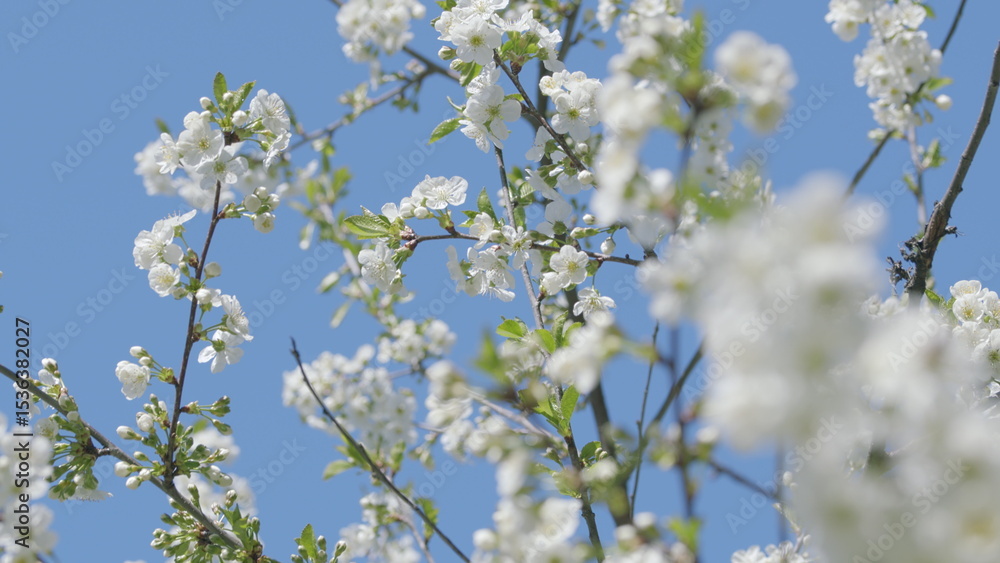 The Beautiful White Blossoms Blooming Against a Clear and Bright Blue Sky Above Us All The Beautiful White Blossoms Blooming Against a Clear and Bright Blue Sky Above Us All
