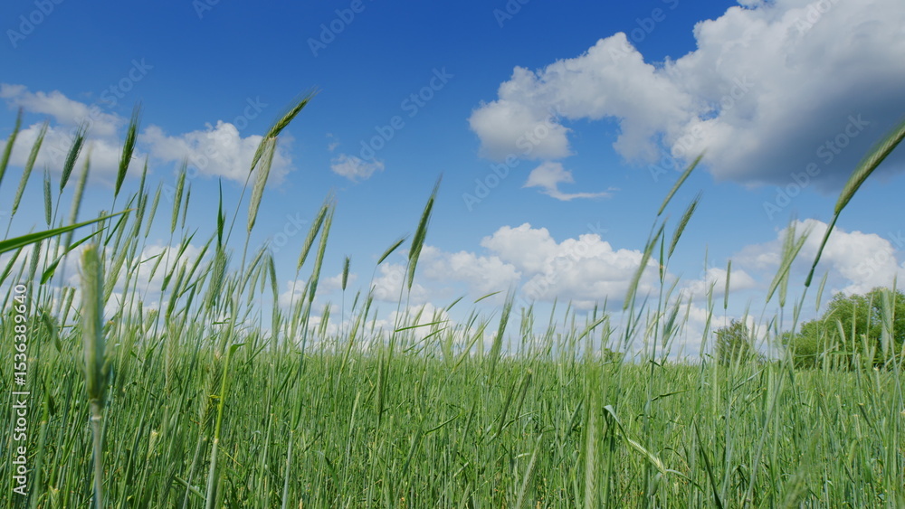Obraz premium A Vast Expanse of Serene Green Fields Stretching Out Under a Bright and Clear Blue Sky Above