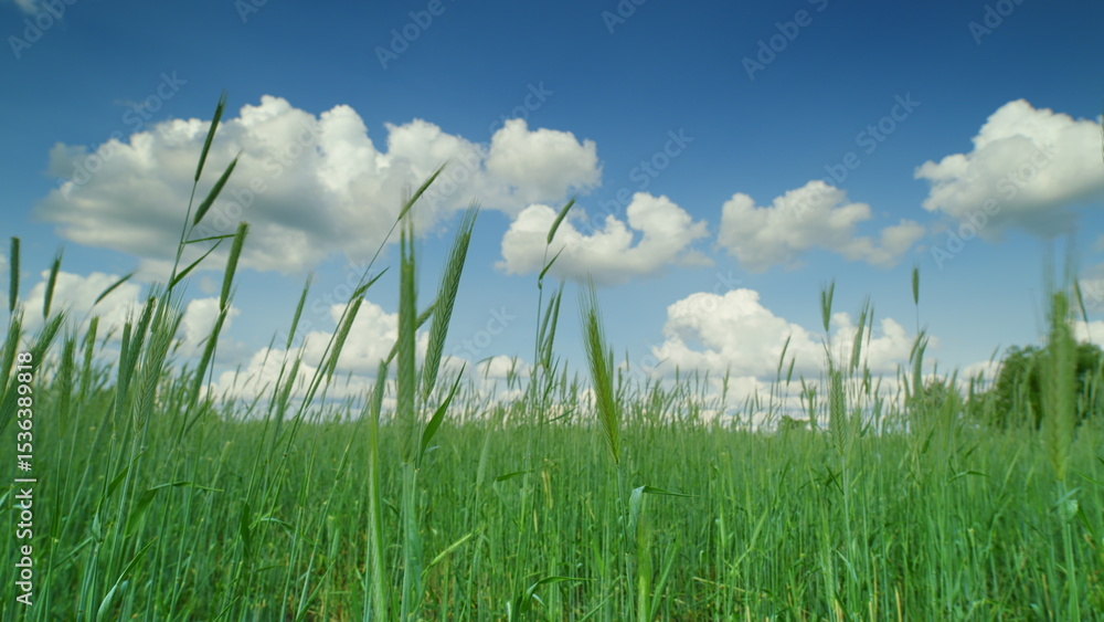 Fototapeta premium A Serene Green Field Spreading Under a Bright Blue Sky Filled with Fluffy White Clouds