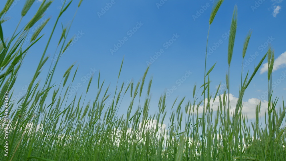 Fototapeta premium A Beautiful Scene of Lush Green Grass Spread Out Under a Clear and Bright Blue Sky