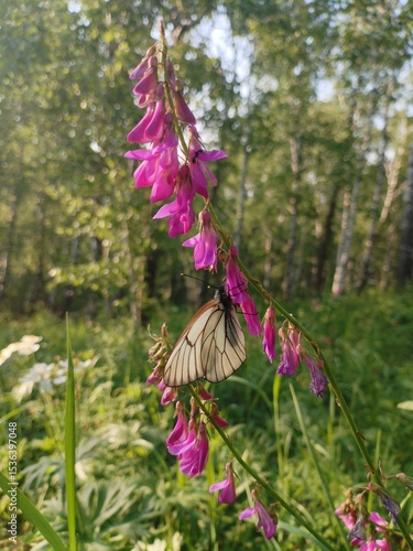 white cabbage butterflies sit on a pink flower
