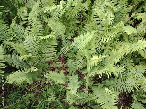 green flowering fern in siberia