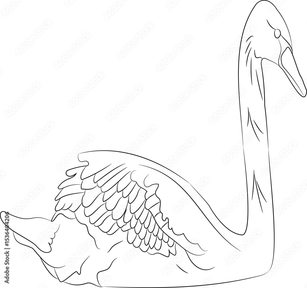 swan floating on the water