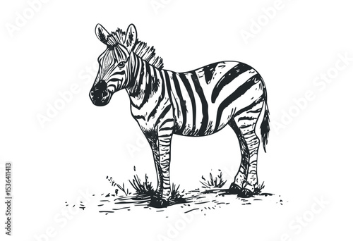 Illustrated zebra in detailed black and white sketch. Vector retro hand drawn illustration