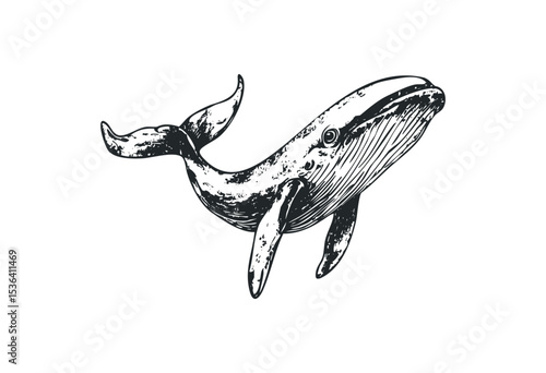 Vintage whale sketch: intricate artistic illustration of a majestic marine animal. Vector retro hand drawn illustration