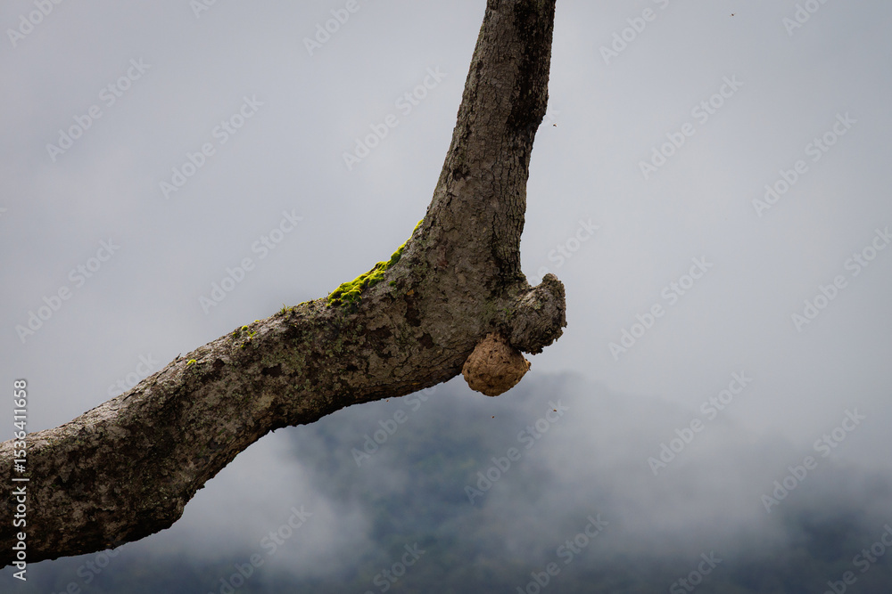 Fototapeta premium A wasp's nest is built on a large tree.