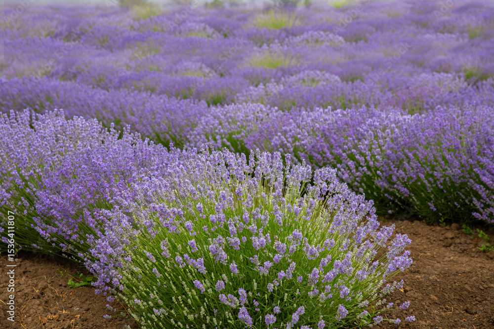 Obraz premium Lavender field. Fragrant lavender flowers. Landscape. Nature landscape composition. Blooming lavender. Aromatherapy. Blooming bushes.