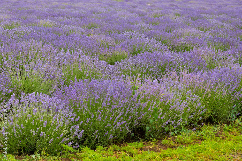 Fototapeta premium Lavender field. Fragrant lavender flowers. Landscape. Nature landscape composition. Blooming lavender. Aromatherapy. Blooming bushes.