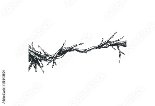 Twisted branches: detailed black and white sketch of entwined tree limbs. Vector retro hand drawn illustration