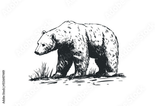 Detailed monochrome illustration of a bear walking. Vector retro hand drawn illustration