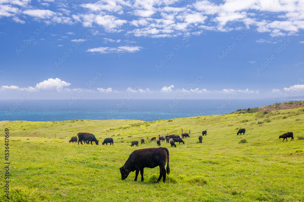 Obraz premium Cows grazing in a vibrant green meadow