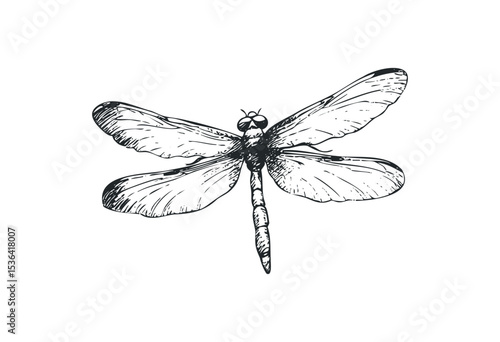 Detailed sketch of a dragonfly with outstretched wings in black and white. Vector retro hand drawn illustration