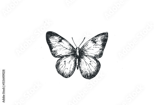 Intricate monochrome butterfly sketch with detailed patterns and graceful symmetry. Vector retro hand drawn illustration
