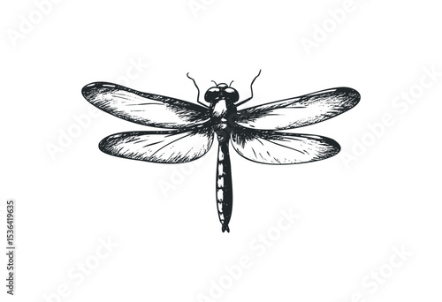 Detailed dragonfly sketch with outstretched wings in black ink style. Vector retro hand drawn illustration