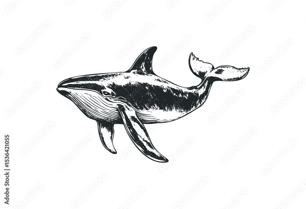 Fototapeta premium Detailed black and white humpback whale illustration in motion. Vector retro hand drawn illustration