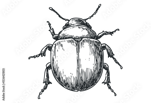 Detailed illustration of beetle with intricate line art design. Vector retro hand drawn illustration