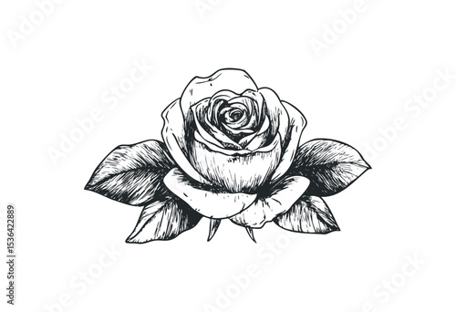 Hand-drawn rose illustration with detailed petals and leaves. Vector retro hand drawn illustration