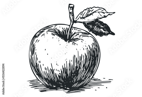 Hand-drawn illustration of a detailed apple with leaves. Vector retro hand drawn illustration