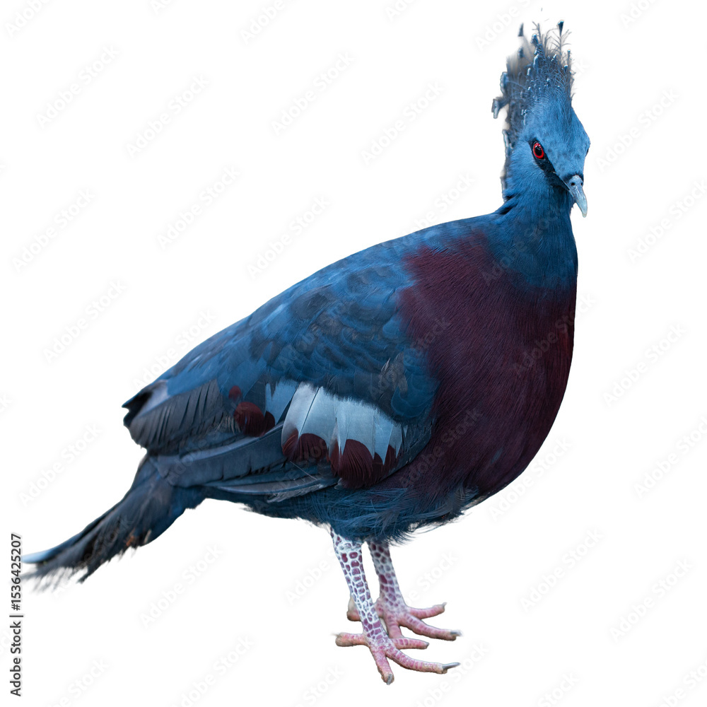 Obraz premium a crowned pigeon bird isolated on white background