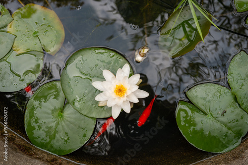 Foto Nénuphar et poissons rouges