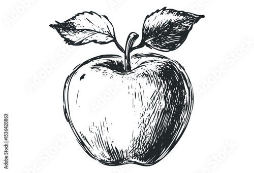 Hand-drawn apple illustration with leaves and stem. Vector retro hand drawn illustration