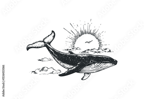 Detailed vintage style illustration of whale under the sun. Vector retro hand drawn illustration