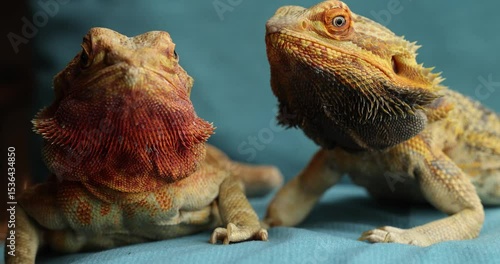 Family pair of agamas close-up, slow motion